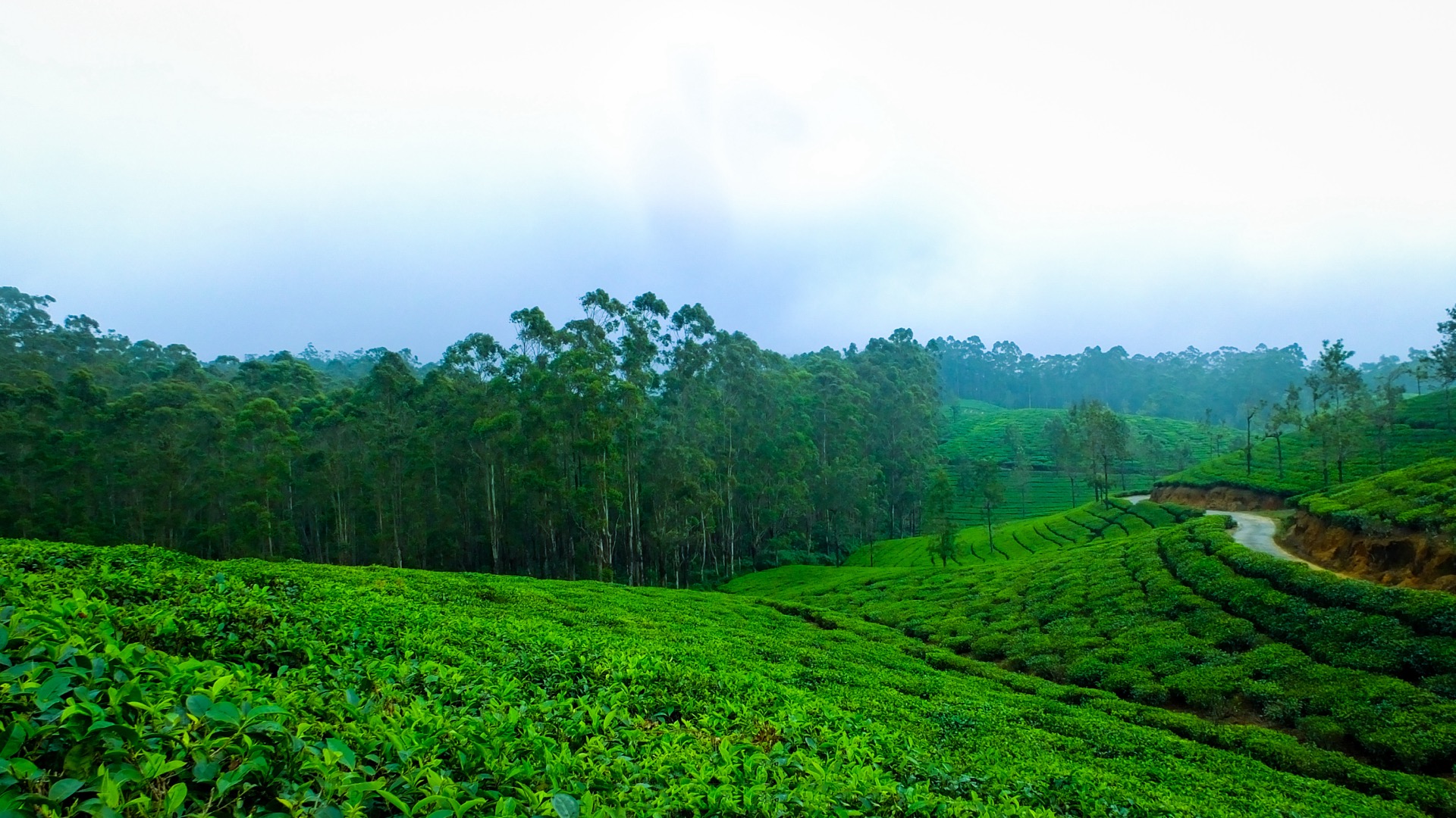 Misty tropical growing landscape in India