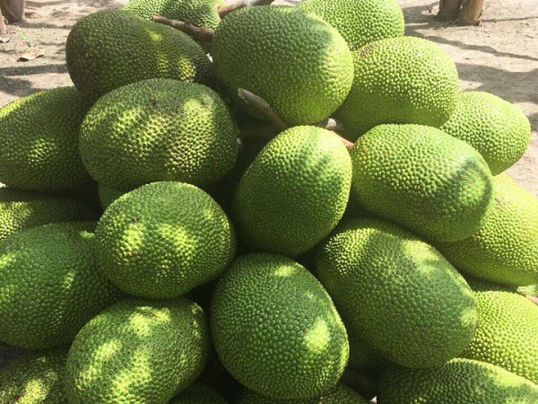 Fresh jackfruit