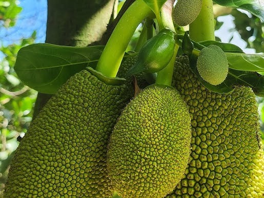 Jackfruit growing on a tree in India